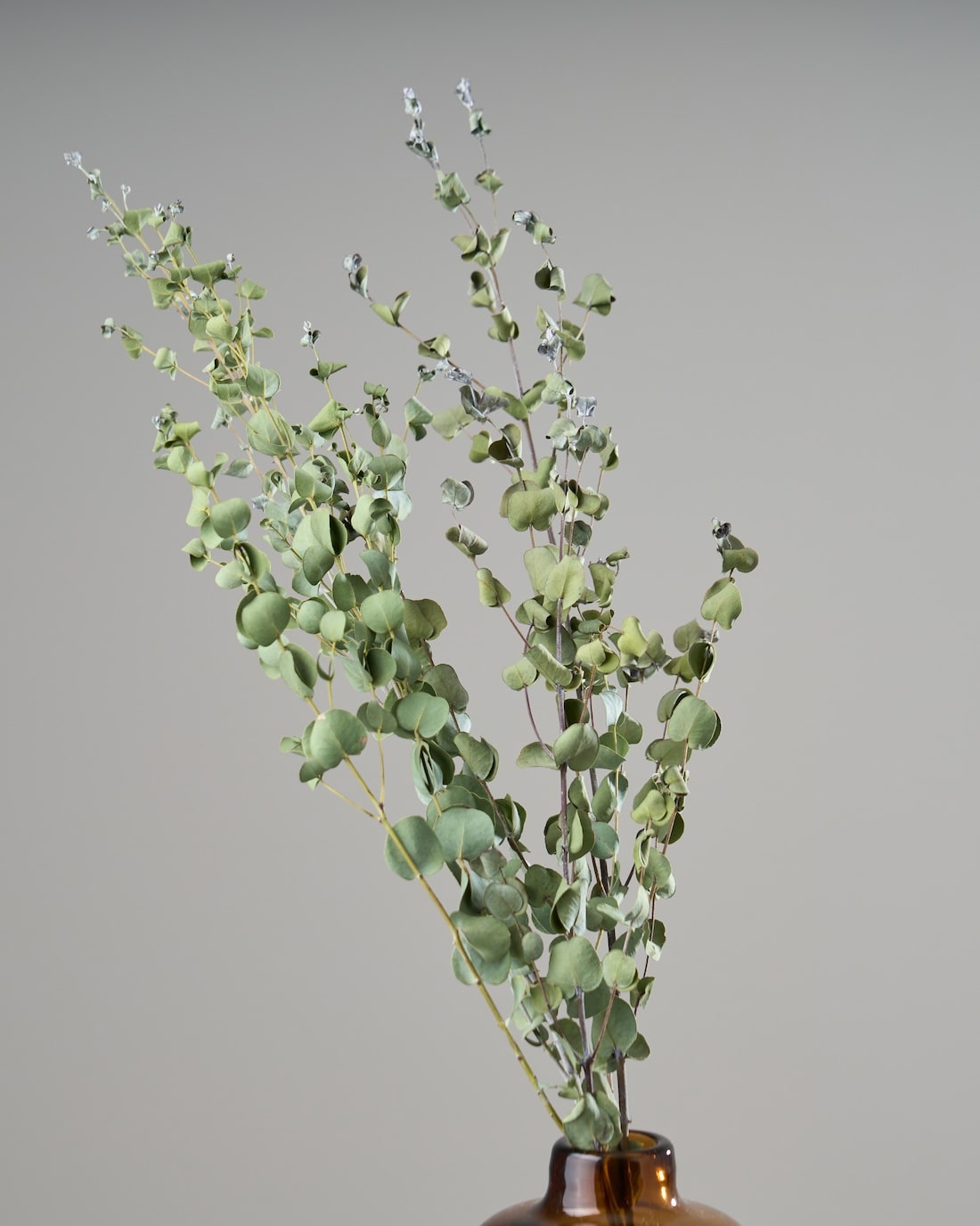 ドライフラワー］ユーカリ グニー 商品ページ - 土と風の植物園