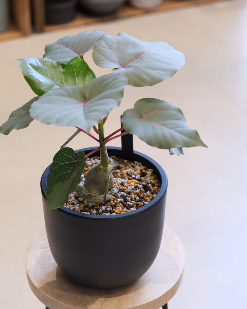 ピックアッププランツ＊July＊ - ベランダガーデン