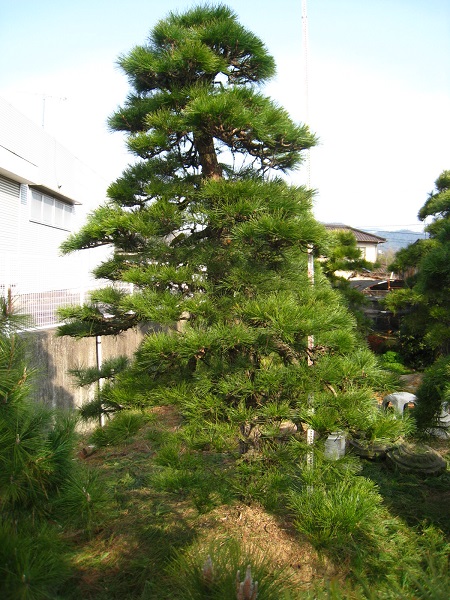 引き取り限定】松の木