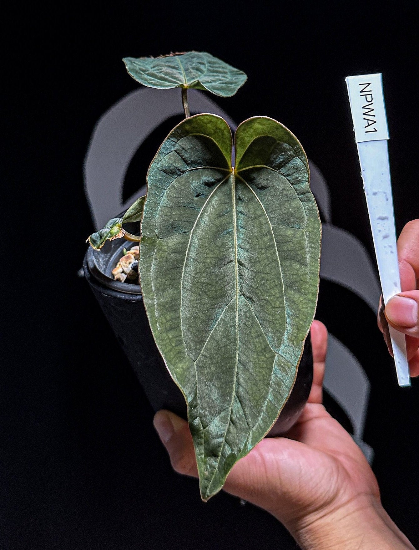 Anthurium Papillilaminum X Wonderboy A (Clone) - thebasements.com