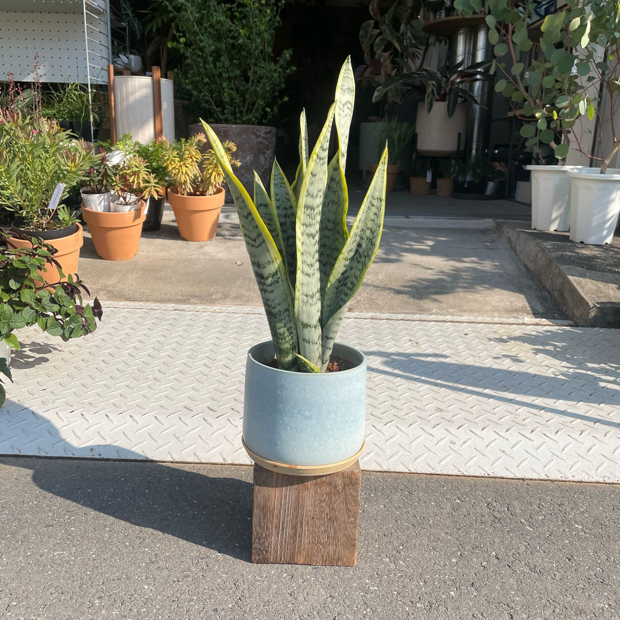 Snake Plant (Sansevieria Laurentii) サンスベリア ローレンチー I