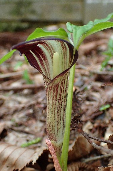 アマギテンナンショウ