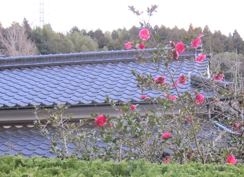 山椿（やまつばき） | やのくに純真米粉