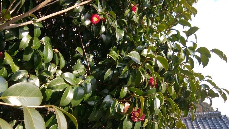 山椿（やまつばき） | やのくに純真米粉