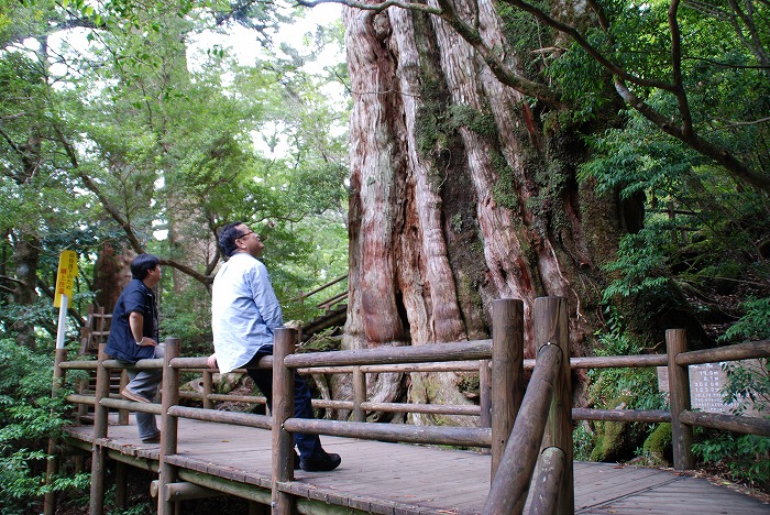 屋久杉巨樹・著名木 | 屋久島町屋久杉自然館