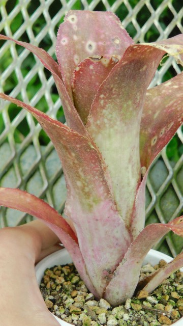 ビルべルギア・テキーラサンセット ≪価格は応相談です。システム上0