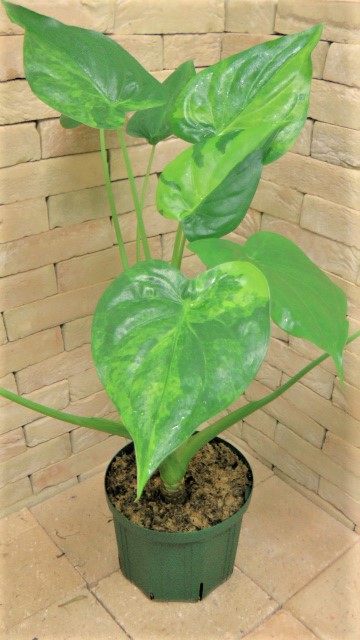 アロカシア・ククラータ 極黄斑個体 1鉢限定 | 希少植物の販売