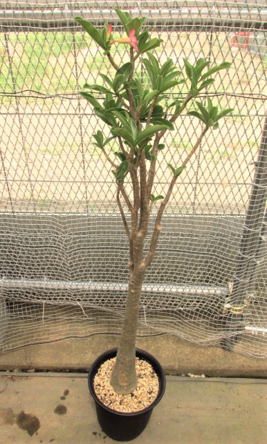 アデニウム・タイソコトラナム 画像では伝わらない最高質感葉個体