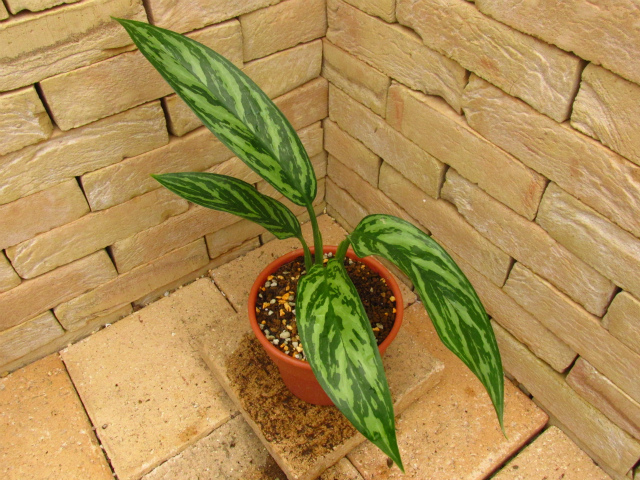 Aglaonema nitidum Curtisii 本種のパターン違い レオンの劇中鉢植え風
