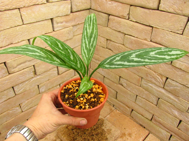 Aglaonema lillian (アグラオネマ・リリアン) 映画レオンラストに登場