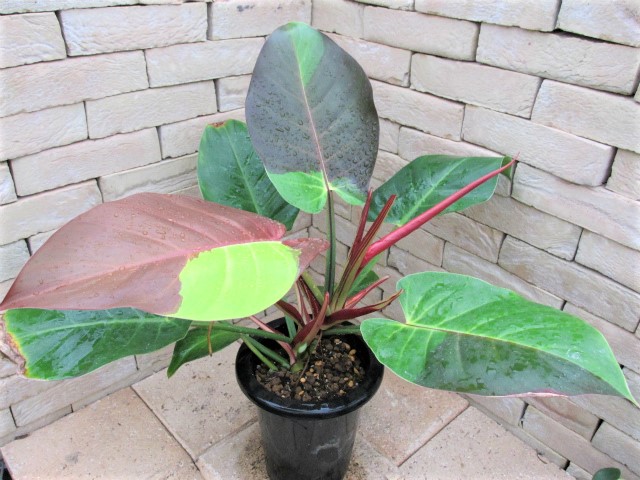 フィロデンドロン インペリアル・イエローフレーム 画像の現品個体