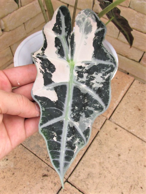 アロカシア・ポリー 白極斑 大珍品の滅多に出ない1品です。 | 希少植物