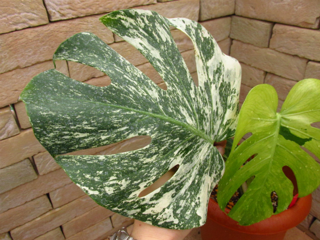 モンステラ・デリシオーサ 