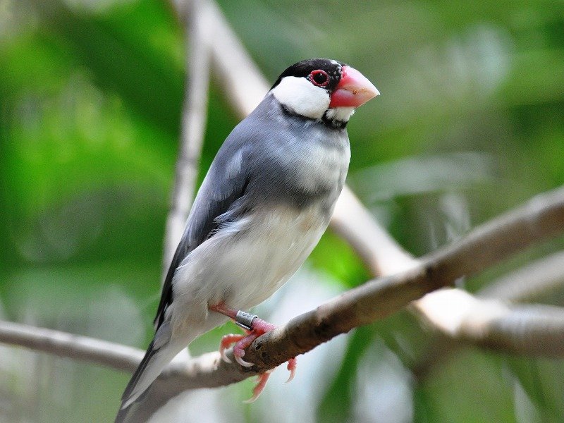 サクラブンチョウ ／ Java Sparrow｜menu02_動物紹介｜安佐動物公園 asazoo