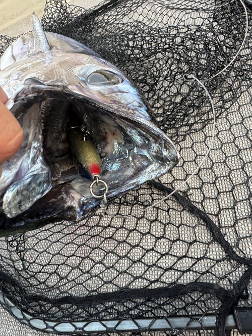 カーペンター メモリアル フィッシュ