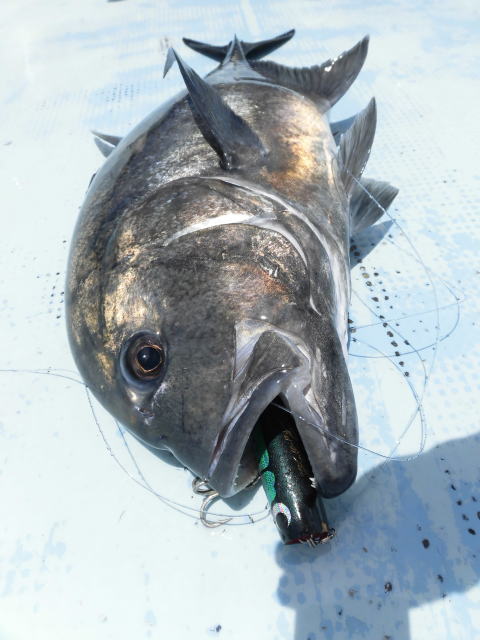 カーペンター BCポッパー