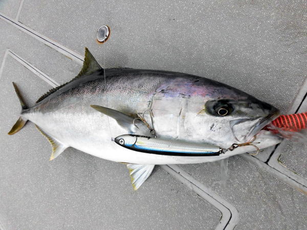 カーペンター ハヤブサ