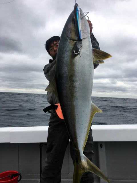 カーペンター ハヤブサ