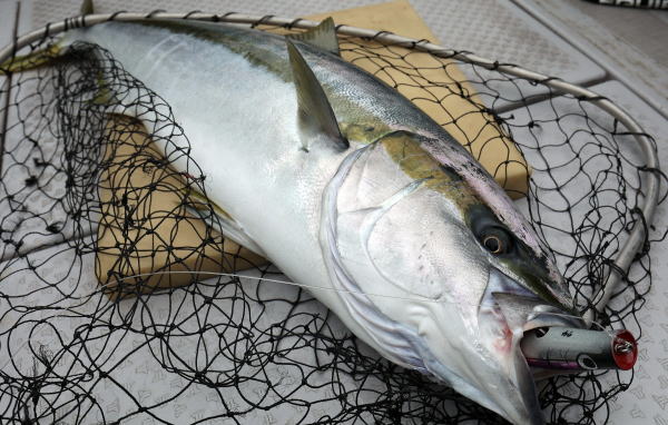 カーペンター 歌姫