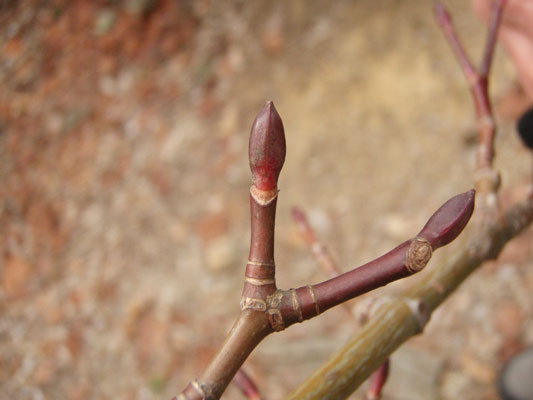 広島西部山系 植生図鑑