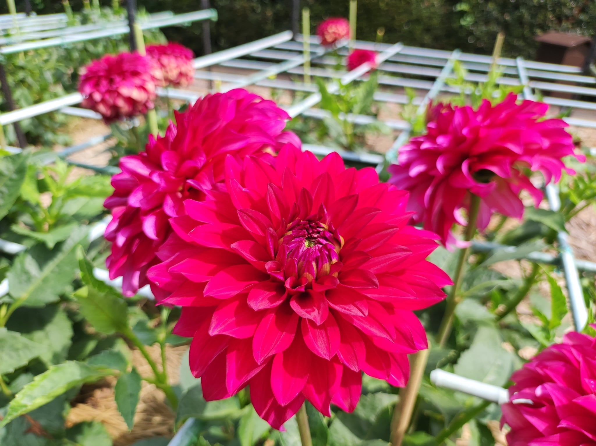 夏ダリアの見頃を迎えました！