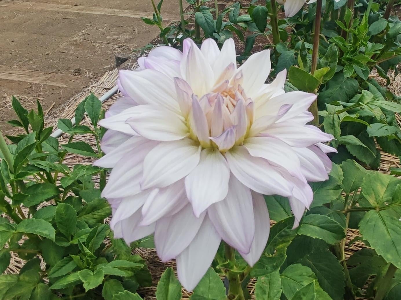 夏ダリアの見頃です！