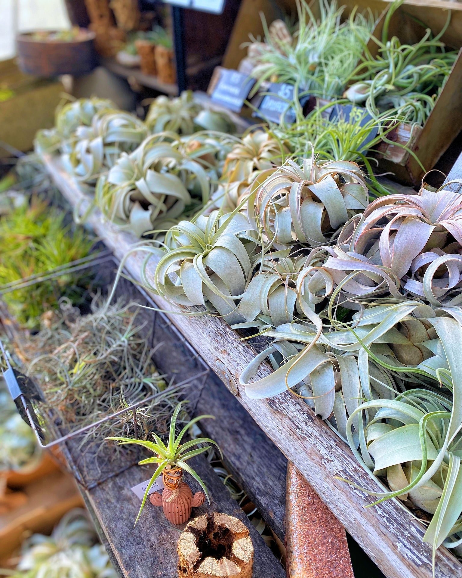 Air Plants – The Groovy Plants Ranch LLC