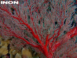 INON ワイドコンバージョンレンズ UWL-105AD 【概要】