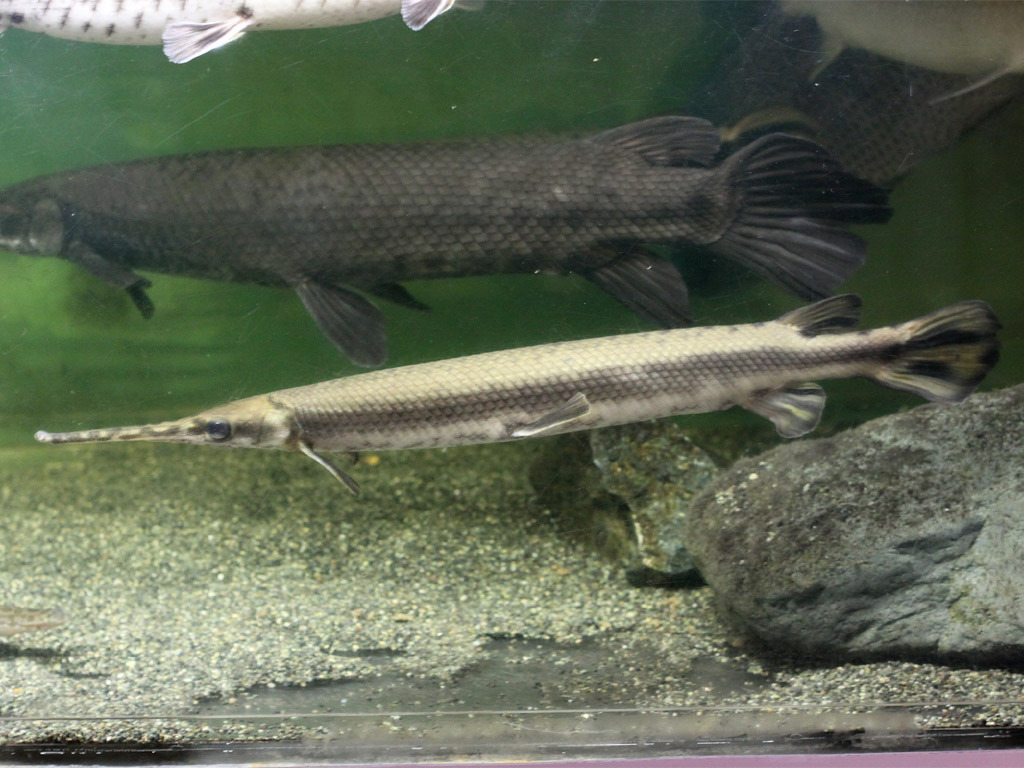 ガー科（レピソステウス科）(Lepisosteidae)－ロングノーズガー