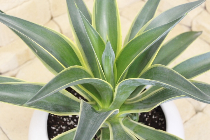 観葉植物 種類/アガベ ベネズエラ 陶器鉢 高さ約45cm 商品詳細 観葉