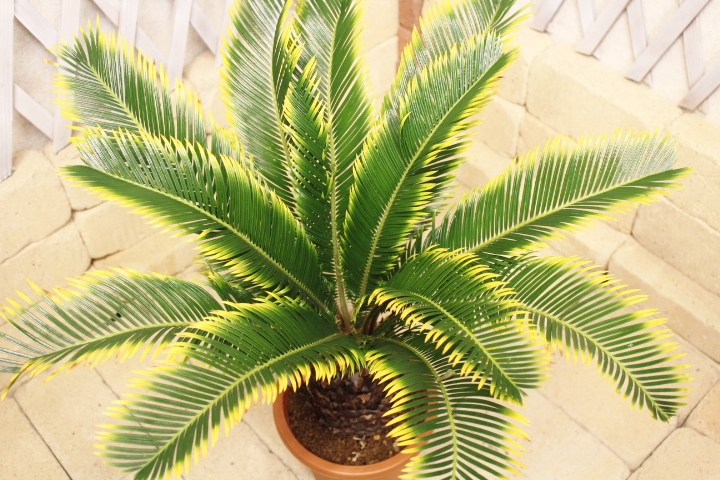 観葉植物 種類/金環ソテツ 高さ約60cm プラスチック鉢【限定品の観葉