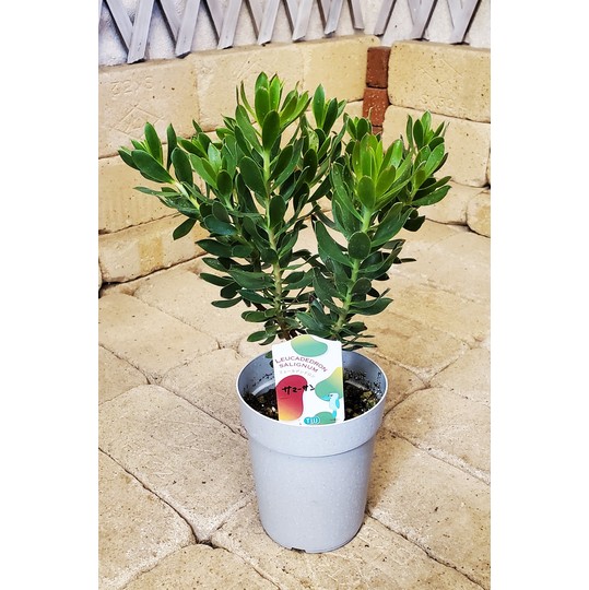 リューカデンドロン サマーサン 高さ約35cm プラ鉢 観葉植物 商品詳細