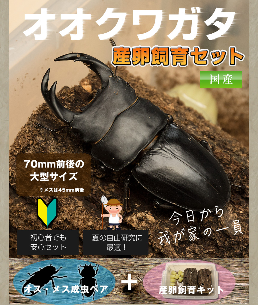 国産オオクワガタ 成虫 大型ペア+産卵飼育セット オオクワガタ幼虫