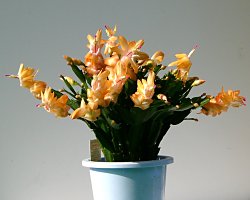 デンマークカクタス （シャコバサボテン）