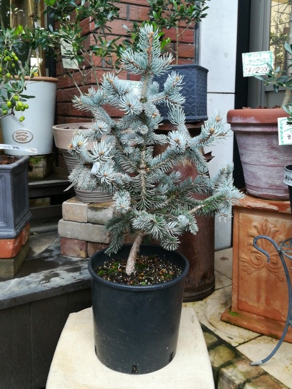 プンゲンストウヒ『ホプシー』入荷しました！ « 長野県松本市の 種苗店