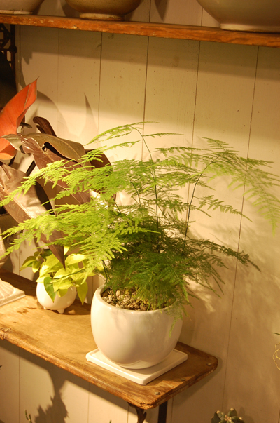 アスパラガス・プルモーサス・ナナス - Collection : コレクション