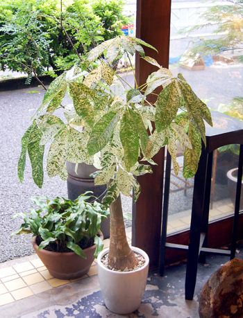 パキラ・ミルキーウェイ - Collection : コレクション - NEO GREEN