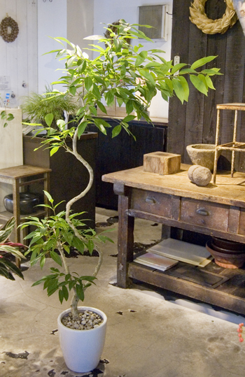 アマゾンオリーブ - Collection : コレクション - NEO GREEN : ネオ