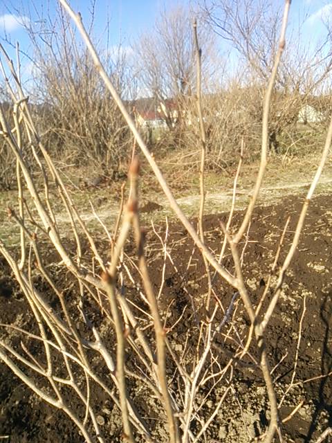 ナツハゼの山採りをしました | ニコニコ菅野農園