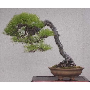 赤松（文人）～樹高61cm、幅63cm～和木瓜式鉢 彩霞園｜盆栽