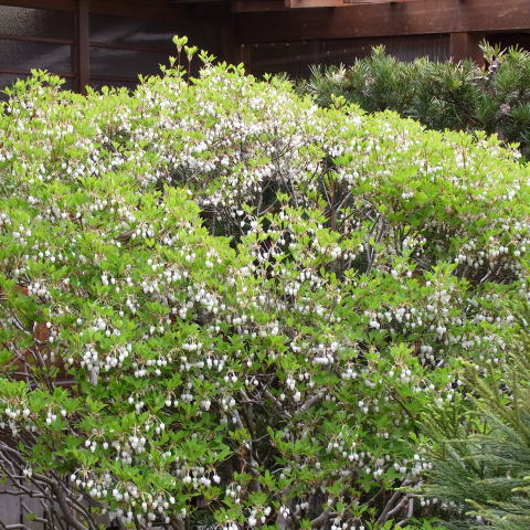 愛知_名古屋_城山八幡宮_ドウダンツツジ