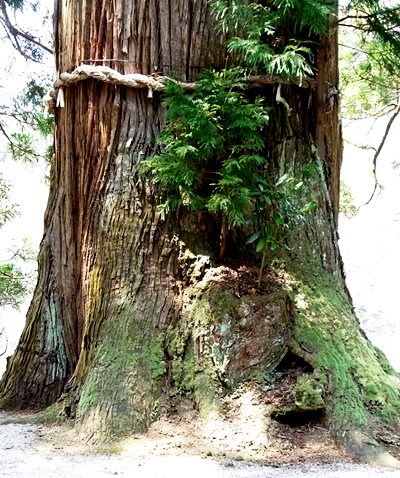 三瓶山 上山地区