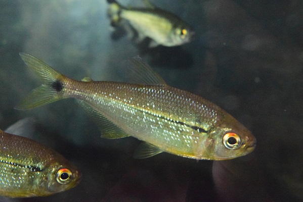 さかな紹介 - 静岡市の熱帯魚専門店（大型魚・古代魚・珍魚）｜World
