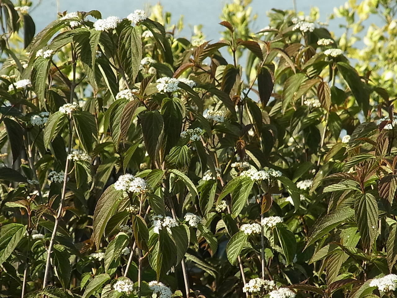 フウリンガマズミ（風鈴ガマズミ） | 樹木好き！ I Love Trees