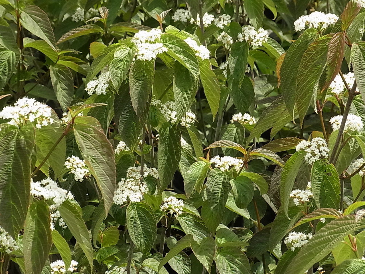 フウリンガマズミ（風鈴ガマズミ） | 樹木好き！ I Love Trees