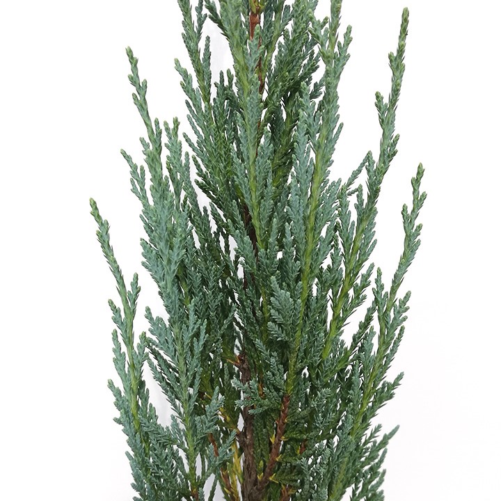 4/17】おすすめのコニファー ムーングロー | 八進緑産株式会社