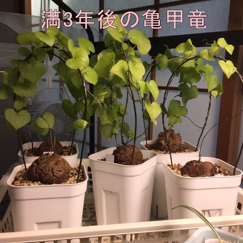 アフリカ亀甲竜良型 【丸型良型】アフリカ亀甲竜 実生 幅7cm 将来有望