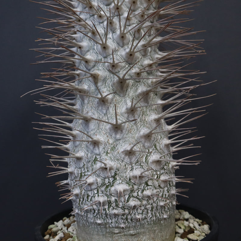 P.ナマクアナム 光堂（接木株）3 – TaiShoDo ONLINE SHOP