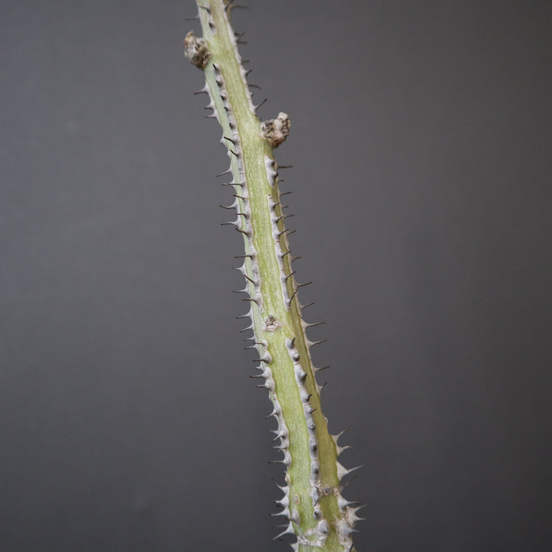 A.アクレアータ (実生) EC1434 – TaiShoDo ONLINE SHOP