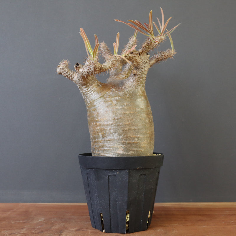 P.グラキリス 808【綴化】 – TaiShoDo ONLINE SHOP